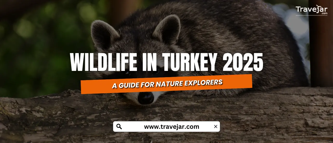 Wildlife In Turkey 2025